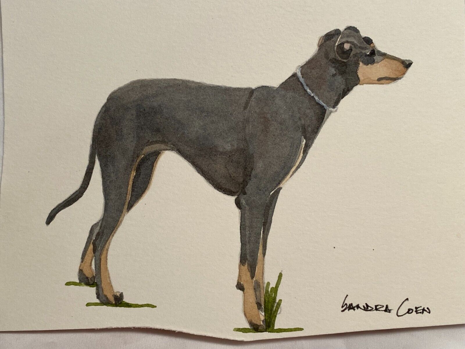 Manchester Terrier Original Watercolor By  Sandra Coen Standing