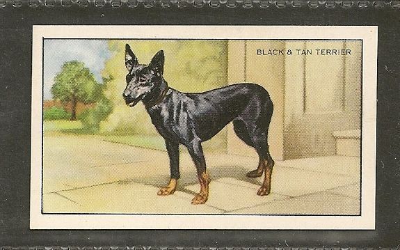 1936 Uk Dog Art Gallaher Cigarette Card Toy Black And & Tan Manchester Terrier