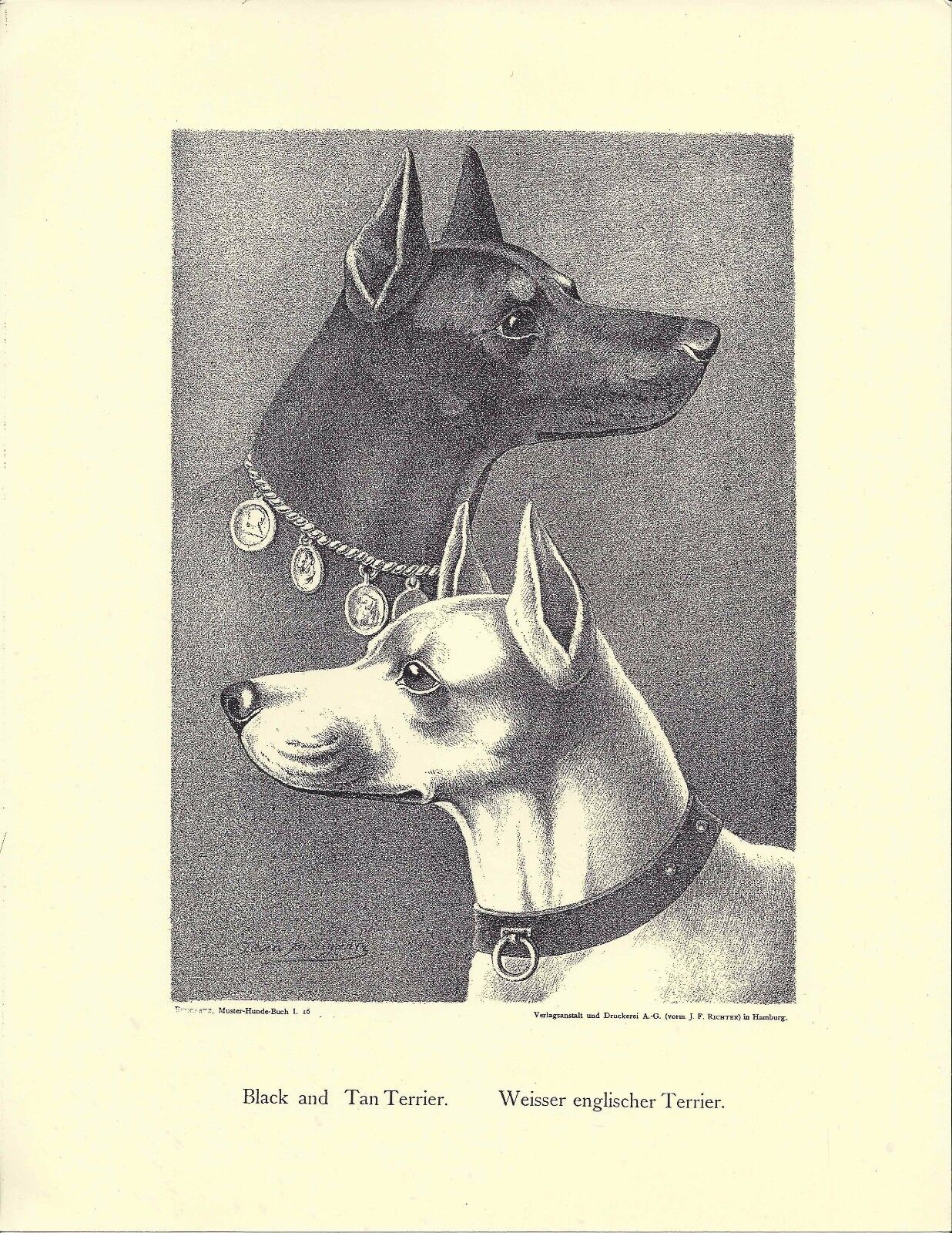1890 Jean Bungartz Dog Art Head Print Reproduction Standard Manchester Terrier