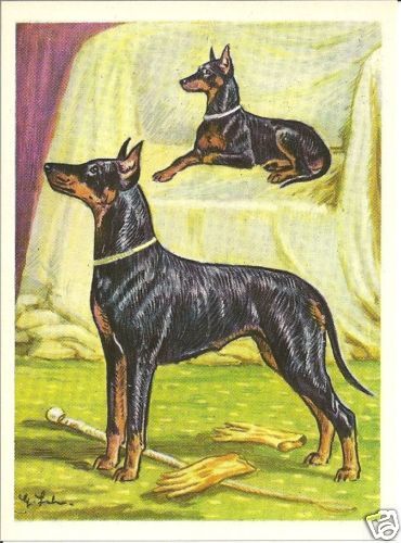 1952 Dog Art Print Austria Tobacco Black & Tan Toy & Standard Manchester Terrier
